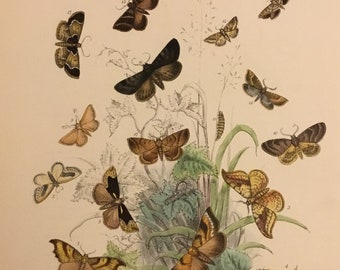 Plate No.45 Victorian Era Original Print, The Genera of British Moths by H. Noel Humphreys, 7x10.5 in. 1859, London, Includes Description