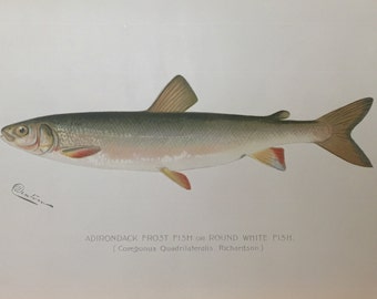 Adirondack Frost Fish or Round White Fish Original Lithograph by Sherman F. Denton, Fish & Game of NY, 1895-1907, 9.5x12 in.