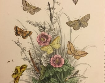 Plate No.38 Victorian Era Original Print, The Genera of British Moths by H. Noel Humphreys, 7x10.5 in. 1859, London, Includes Description