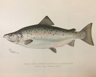 Male Land Locked Salmon (Salmo Salar Sebago Girard) Original Lithograph by Sherman F. Denton, Fish & Game of NY, 1895-1907, 9.5x12inches