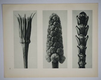 Art Forms in Nature by Karl Blossfeldt, Plate No. 78, 1929