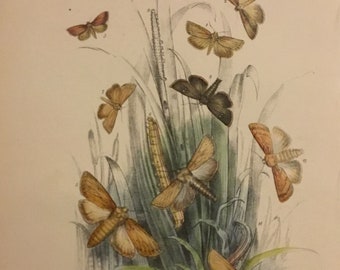 Plate No.26 Victorian Era Original Print, The Genera of British Moths by H. Noel Humphreys, 7x10.5 in. 1859, London, Includes Description