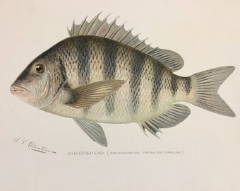 Sheephead (Archosarcus Probatocephalus) Lithograph Print by Sherman F. Denton, Fish & Game of NY, 1895-1907
