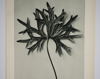 Art Forms in Nature by Karl Blossfeldt, Plate No. 31, 1929