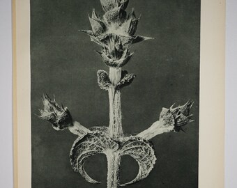 Art Forms in Nature by Karl Blossfeldt, Plate No. 65, 1929