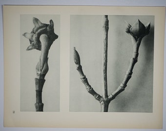 Art Forms in Nature by Karl Blossfeldt, Plate No. 20, 1929