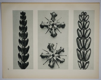 Art Forms in Nature by Karl Blossfeldt, Plate No. 67, 1929