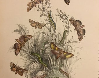 Plate No.28 Victorian Era Original Print, The Genera of British Moths by H. Noel Humphreys, 7x10.5 in. 1859, London, Includes Description