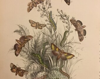 Plate No.28 Victorian Era Original Print, The Genera of British Moths by H. Noel Humphreys, 7x10.5 in. 1859, London, Includes Description