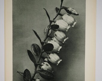 Art Forms in Nature by Karl Blossfeldt, Plate No. 106, 1929