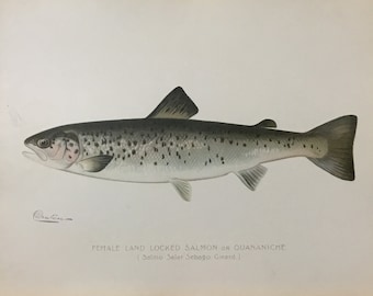 Female Land Locked Salmon (Salmo Salar Sebago Girard) Original Lithograph by Sherman F. Denton, Fish & Game of NY, 1895-1907, 9.5x12in.