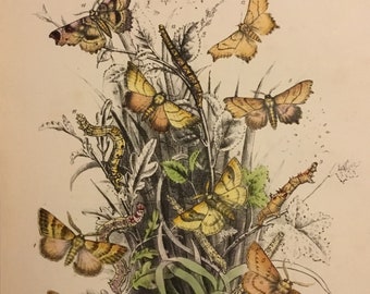 Plate No.33 Victorian Era Original Print, The Genera of British Moths by H. Noel Humphreys, 7x10.5 in. 1859, London, Includes Description