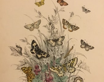 Plate No.43 Victorian Era Original Print, The Genera of British Moths by H. Noel Humphreys, 7x10.5 in. 1859, London, Includes Description