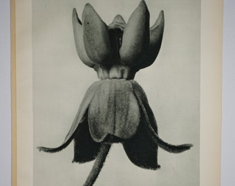 Art Forms in Nature by Karl Blossfeldt, Plate No. 81, 1929