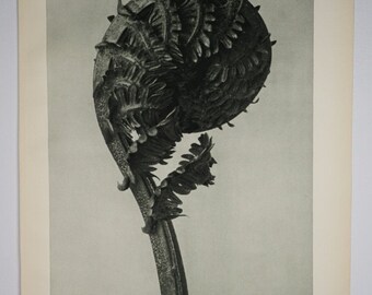 Art Forms In Nature by Karl Blossfeldt, Plate No. 46, 1929