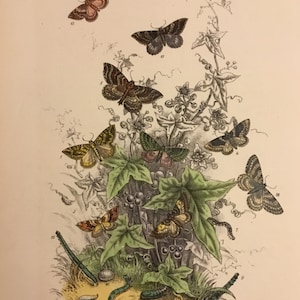 Plate No.40 Victorian Era Original Print, The Genera of British Moths by H. Noel Humphreys, 7x10.5 in. 1859, London, Includes Description