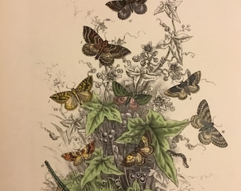 Plate No.40 Victorian Era Original Print, The Genera of British Moths by H. Noel Humphreys, 7x10.5 in. 1859, London, Includes Description