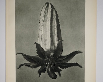 Art Forms in Nature by Karl Blossfeldt, Plate No. 64, 1929