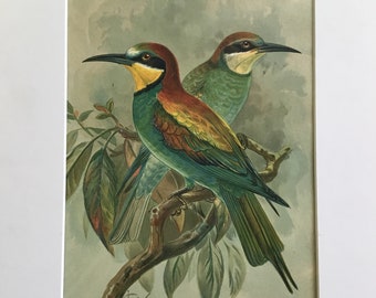 Merops apiaster Chromlith Bird Original Print 1878 MittelEuropas 7.5x11.5 in. Includes mat 12x16 in.