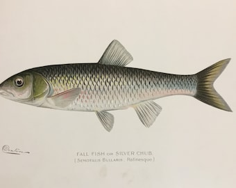 Fall Fish or Silver Chub (Semotilus Bullaris) Lithograph Print by Sherman F. Denton, Fish & Game of NY, 1895-1907, 9.5x12 inches