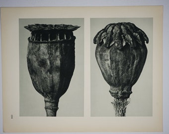 Art Forms in Nature by Karl Blossfeldt, Plate No. 104, 1929
