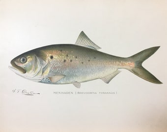 Menhaden (Brevoortia Tyrannus) Original Lithograph by Sherman F. Denton, Fish & Game of NY, 1895-1907