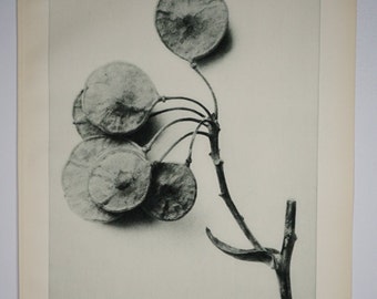Art Forms in Nature by Karl Blossfeldt, Plate No. 52, 1929