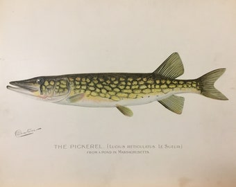 Pickerel (Lucius Reticulatus. Le Sueur) Original Lithograph by Sherman F. Denton, Fish & Game of NY, 1895-1907, 9.5x12inches