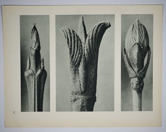 Art Forms in Nature by Karl Blossfeldt, Plate No. 10, 1929