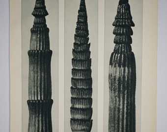 Art Forms In Nature by Karl Blossfeldt, Plate No. 2, 1929