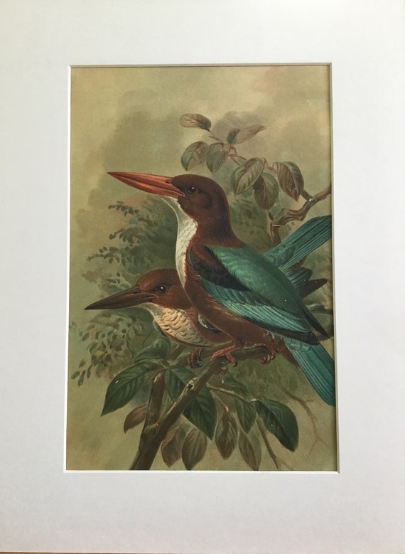 Halcyon Smyrnesis Chromlith Bird Original Print 1878 Etsy