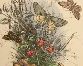 Plate No.36 Victorian Era Original Print, The Genera of British Moths by H. Noel Humphreys, 7x10.5 in. 1859, London, Includes Description