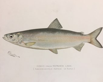 Cisco from Hemlock Lake (Argyrosomus Artedi, Le Sueur) Lithograph Print by Sherman F. Denton, Fish & Game of NY, 1895-1907, 9.5x12 inches