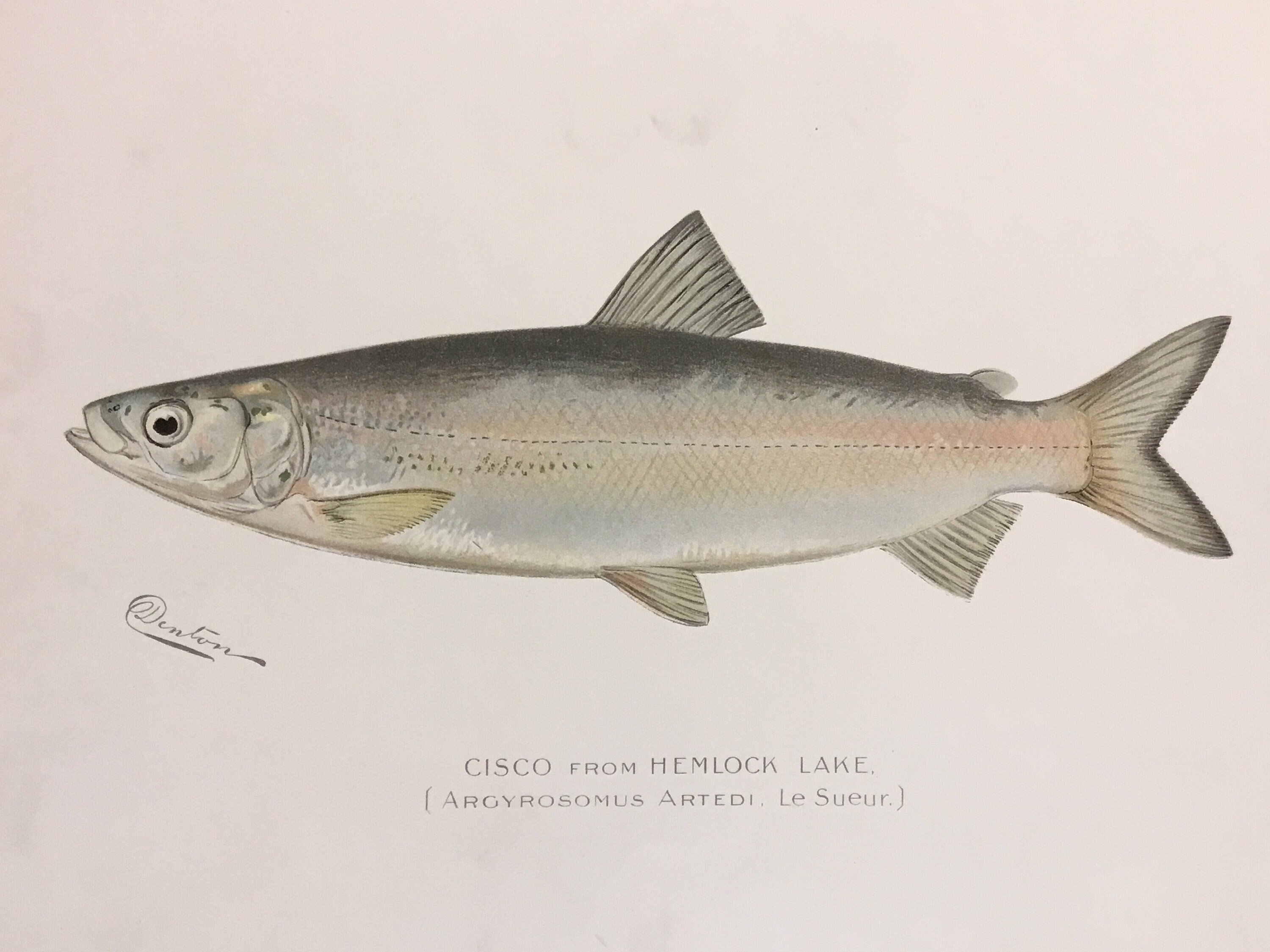 Cisco From Hemlock Lake argyrosomus Artedi, Le Sueur Lithograph