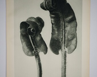 Art Forms in Nature by Karl Blossfeldt, Plate No. 36, 1929