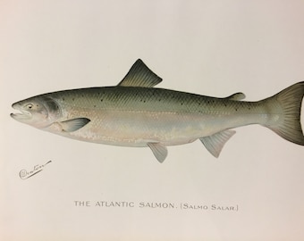 The Atlantic Salmon (Salmo Salar) Lithograph Print by Sherman F. Denton, Fish & Game of NY, 1895-1907, 9.5x12 inches