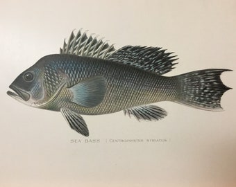 Sea Bass (Centropristis striata) Original Lithograph by Sherman F. Denton, Fish & Game of NY, 1895-1907, 9.5x12inches