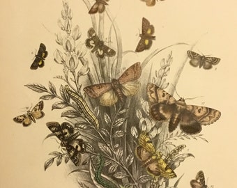 Plate No.29 Victorian Era Original Print, The Genera of British Moths by H. Noel Humphreys, 7x10.5 in. 1859, London, Includes Description