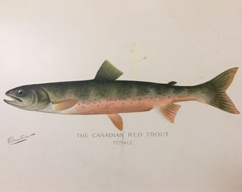 Canadian Red Trout (Adult Female) Original Lithograph by Sherman F. Denton, Fish & Game of NY, 1895-1907, 9.5x12inches