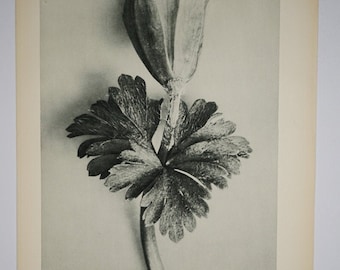 Art Forms in Nature by Karl Blossfeldt, Plate 105, 1929