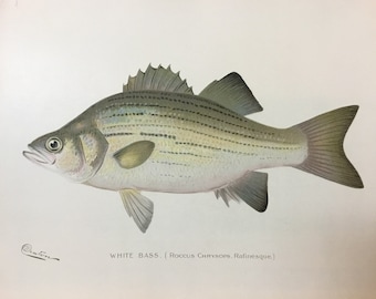 White Bass (Roccus Chrysops Rafinesque) Lithograph by Sherman F. Denton, Fish & Game of NY, 1895-1907, 9.5x12 inches