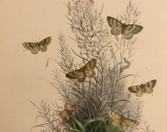 Plate No.41 Victorian Era Original Print, The Genera of British Moths by H. Noel Humphreys, 7x10.5 in. 1859, London, Includes Description