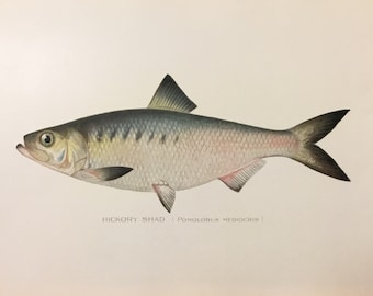 Hickory Shad (Pomolobus Mediocris) Original Lithograph by Sherman F. Denton, Fish & Game of NY, 1895-1907, 9.5x12inches