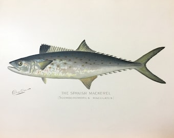 Spanish Mackerel (Scomberomorus Maculatus) Original Lithograph by Sherman F. Denton, Fish & Game of NY, 1895-1907, 9.5x12inches