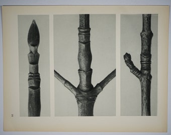 Art Forms in Nature by Karl Blossfeldt, Plate No. 16, 1929