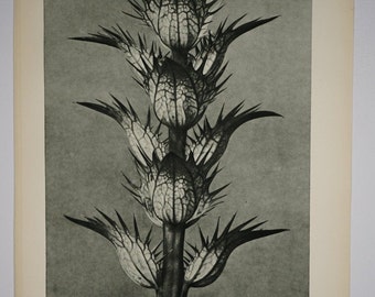 Art Forms in Nature by Karl Blossfeldt, Plate No. 92, 1929