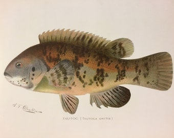 Tautog (Tautoga Onitis) Original Lithograph Print by Sherman F. Denton, Fish & Game of NY, 1895-1907