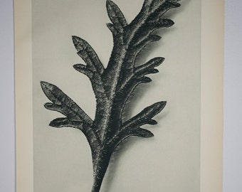 Art Forms In Nature by Karl Blossfeldt, Plate No. 39, 1929