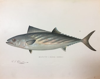 Bonito (Sarda Sarda) Lithograph by Sherman F. Denton, Fish & Game of NY, 1895-1907