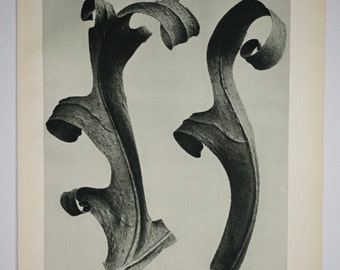 Art Forms in Nature by Karl Blossfeldt, Plate No. 40, 1929